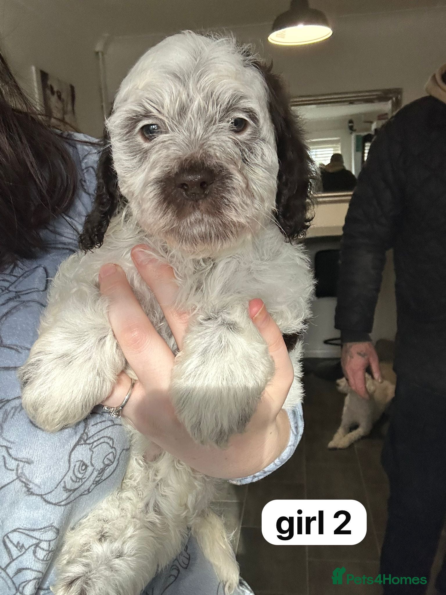 Cockapoo dogs F1 cockapoos 1 boy and 1 girl left  - Advert 15