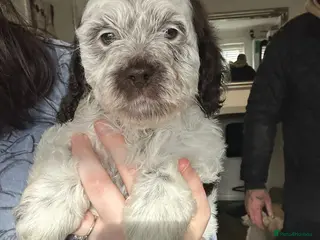 Cockapoo dogs F1 cockapoos 1 boy and 1 girl left - Advert 15