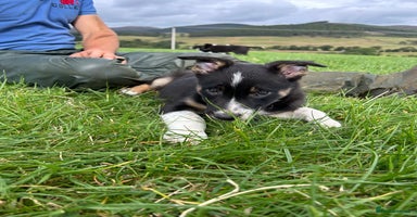 Border Collie dogs - Advert 11
