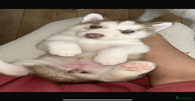 Siberian Husky dogs in Coalville - Advert 16