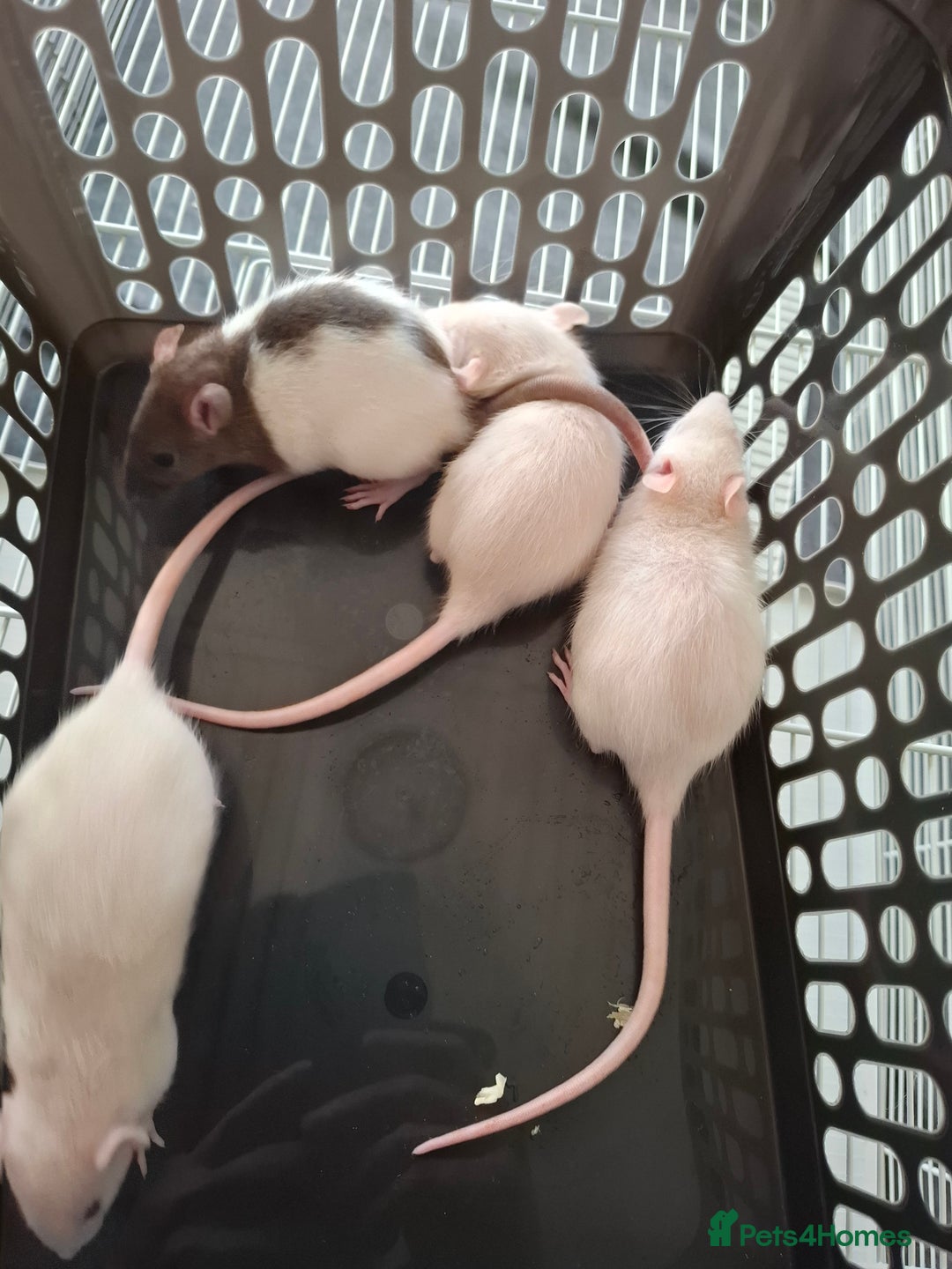 Rat rodents for sale: BABIES READY NOW - Advert 2