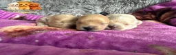 Maltipoo dogs for sale: Tiny Teddy Maltipoo- from Asian teddy dad! - Advert 3