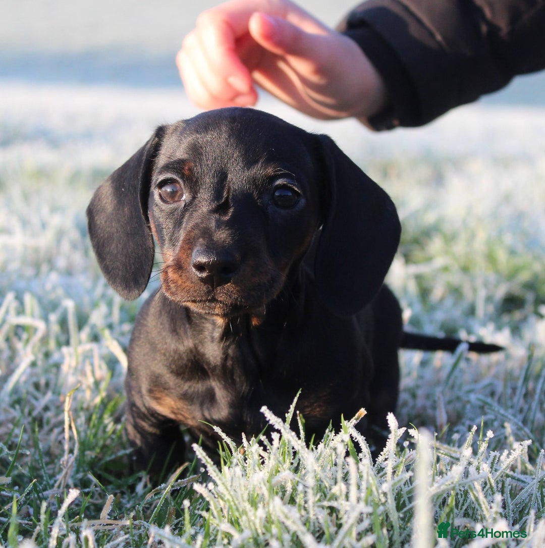 Miniature Dachshund dogs for sale: Stunning Miniature Dachshund Puppies - Advert 37