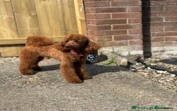 Labradoodle dogs for sale: Miniature Labradoodle  - Advert 23