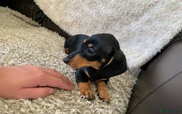 Dachshund dogs for sale: Miniature dachshund’s puppies  - Image 7