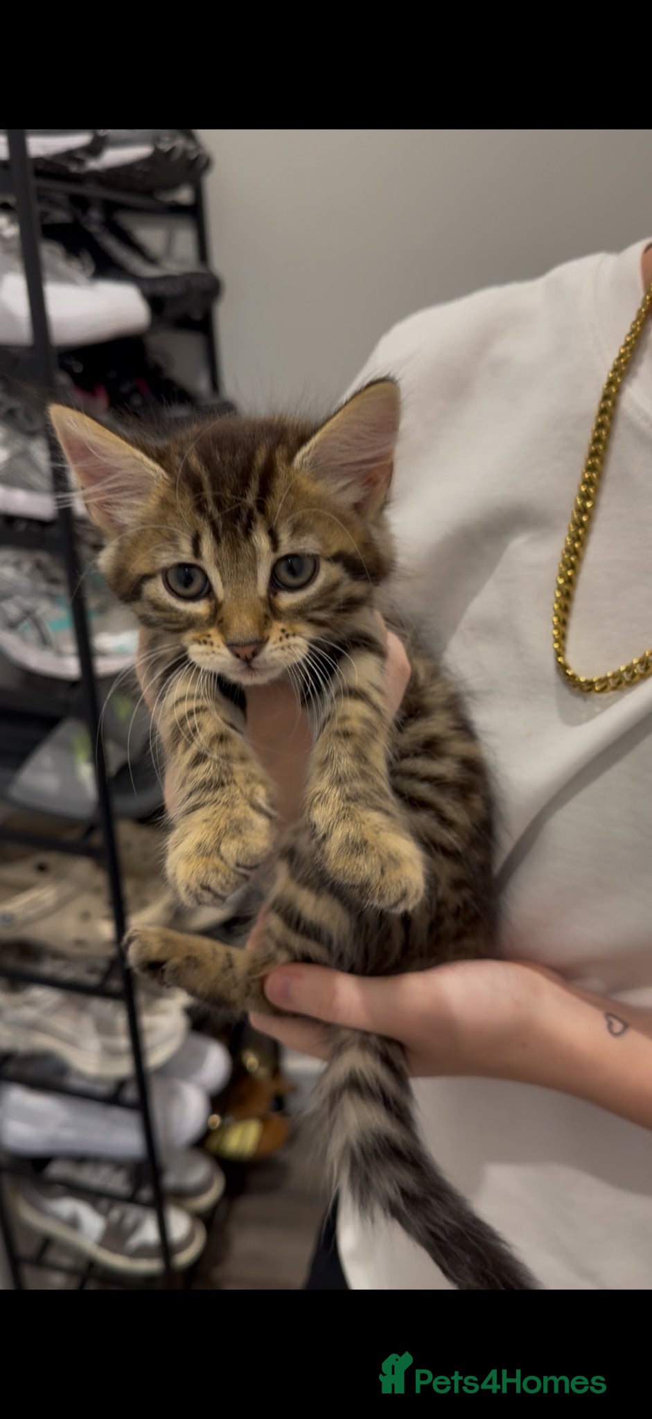 Mixed Breed cats Gorgeous kitten !!!! - Advert 3