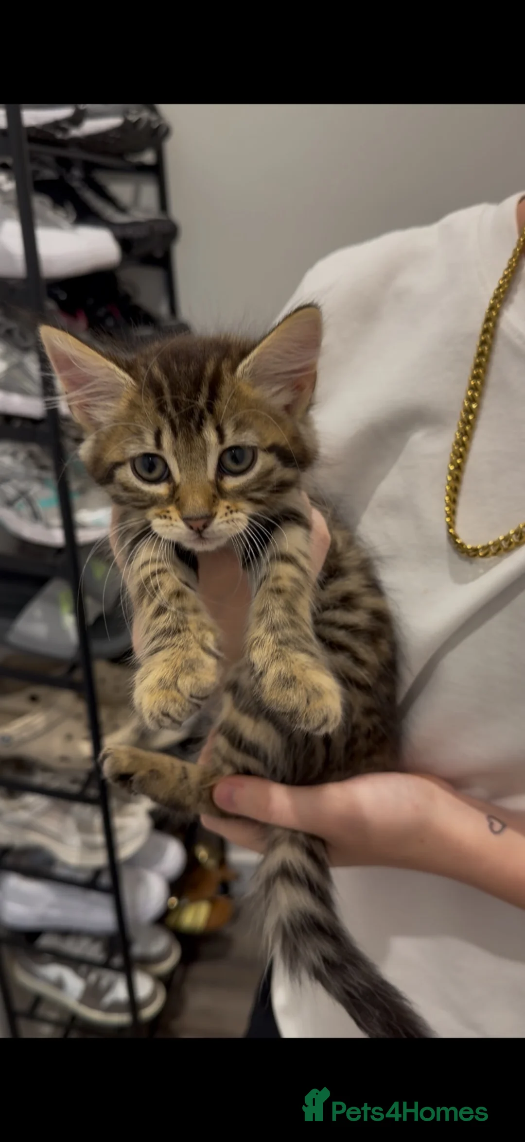 Mixed Breed cats for sale: Gorgeous kitten !!!! - Advert 1