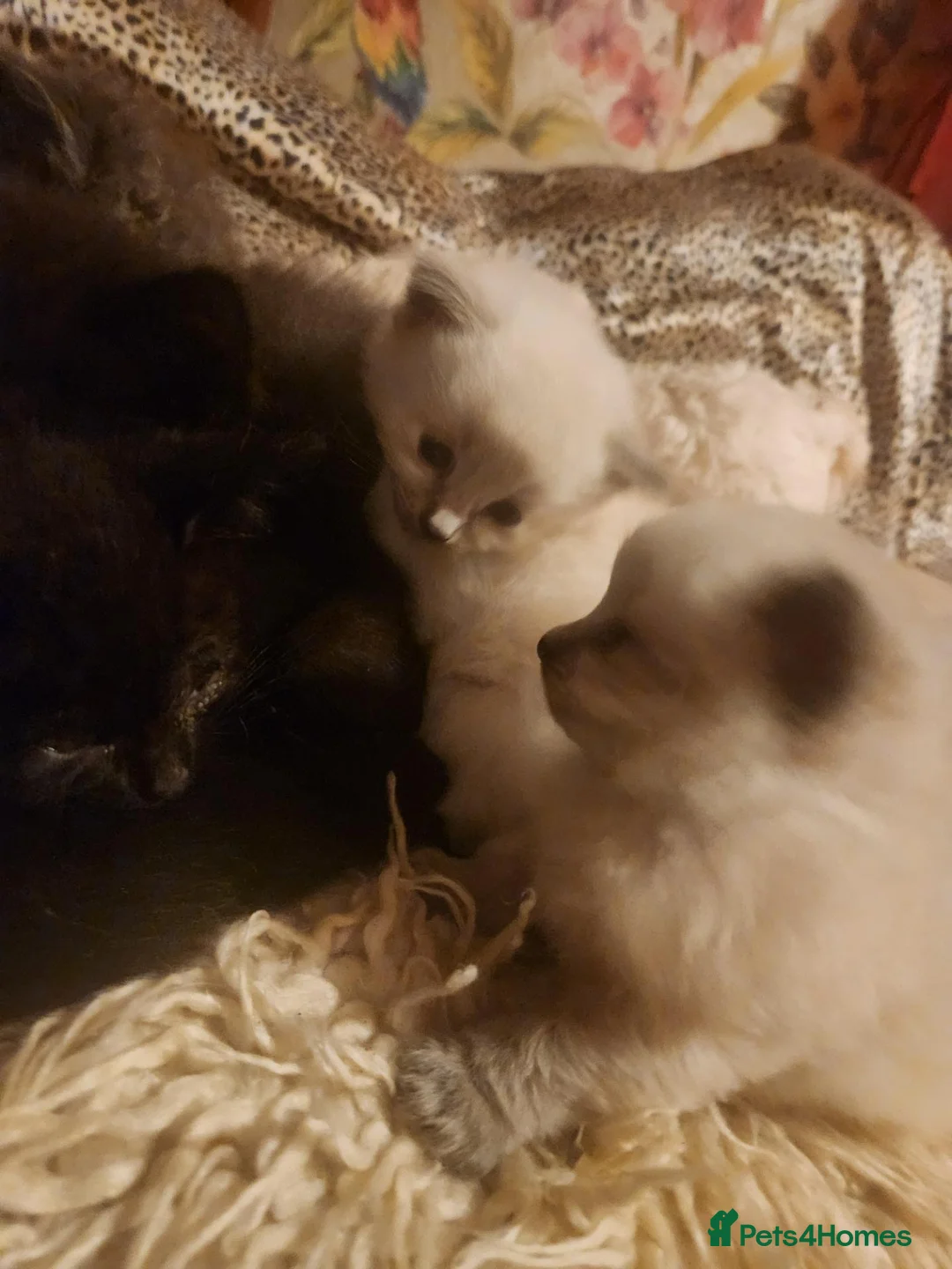 Ragdoll cats for sale: Beautiful fluffy Ragdoll kitten in Leicester - Advert 6