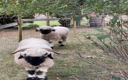 Sheep livestock for sale: Valais Black Nose Wethers x2 Brothers for pets - Image 7