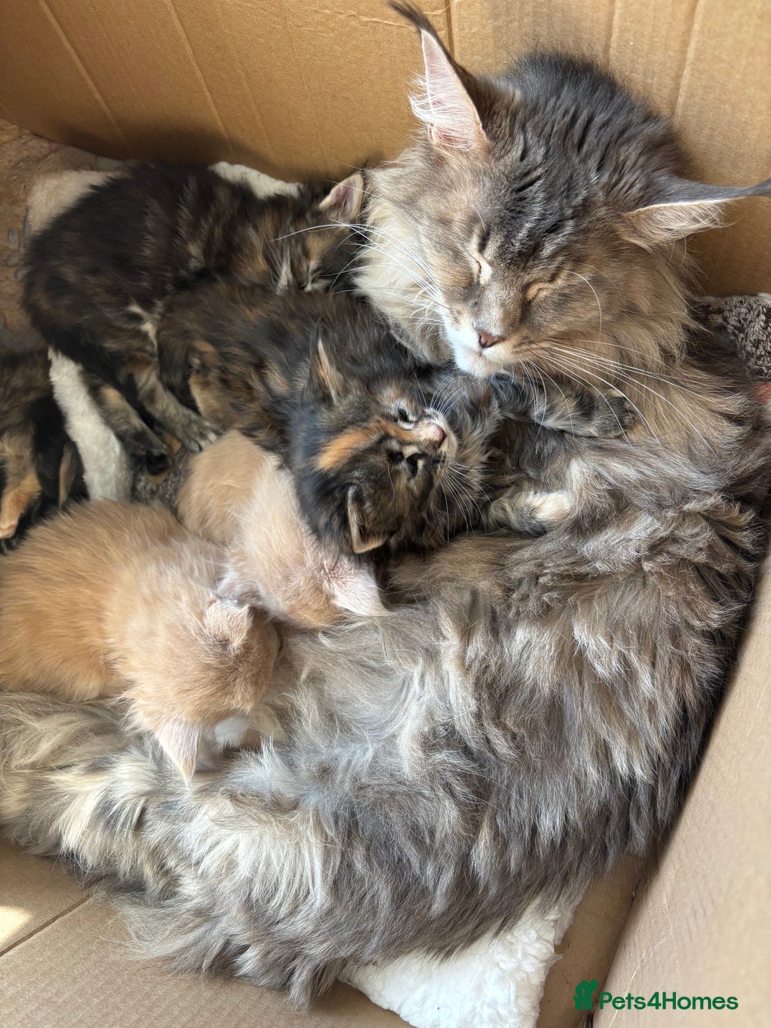 Maine Coon cats for sale: Maine Coon kittens available 🌟  - Image 8
