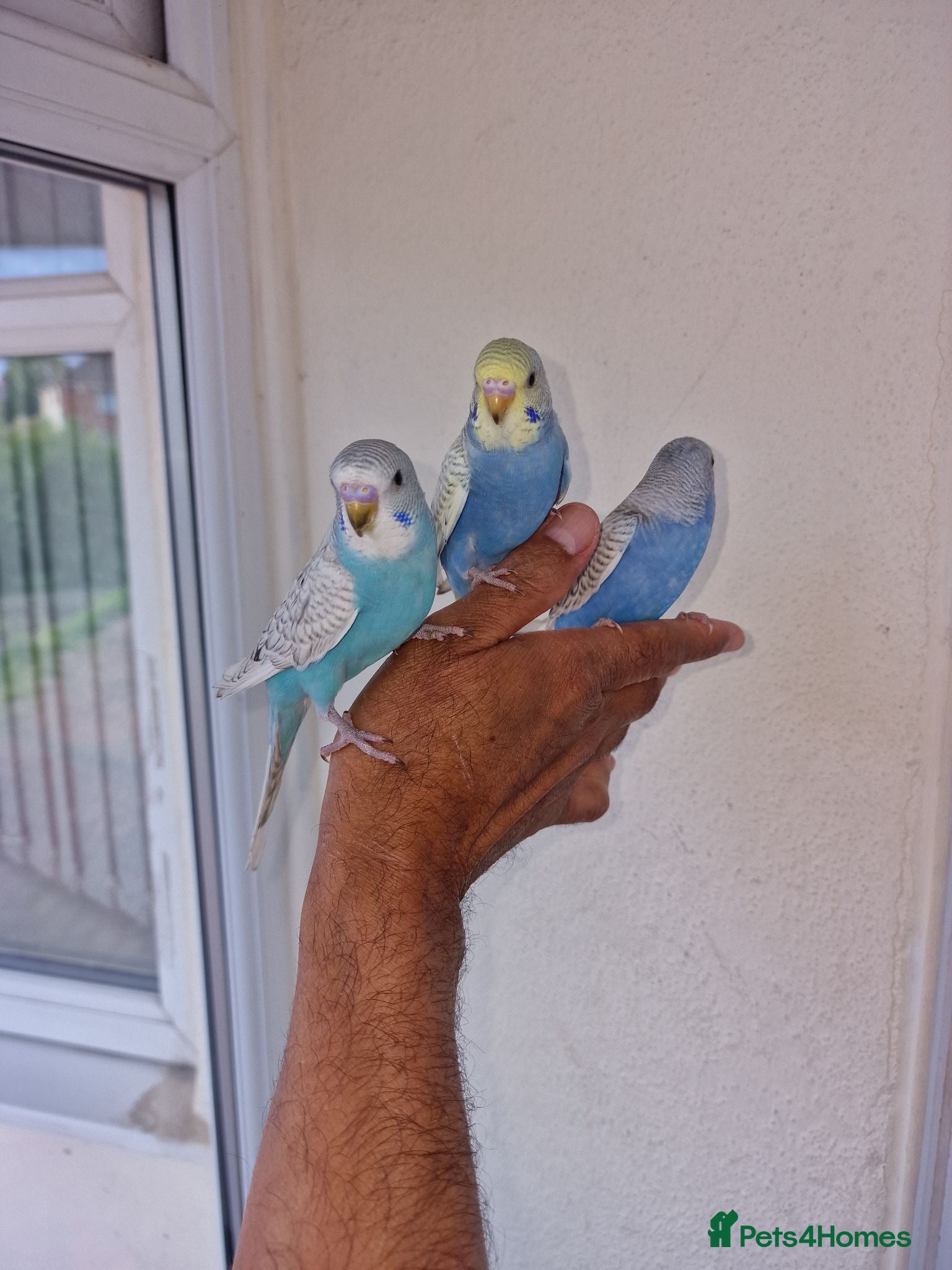 Budgerigars birds Super hand tamed baby budgies  - Advert 7