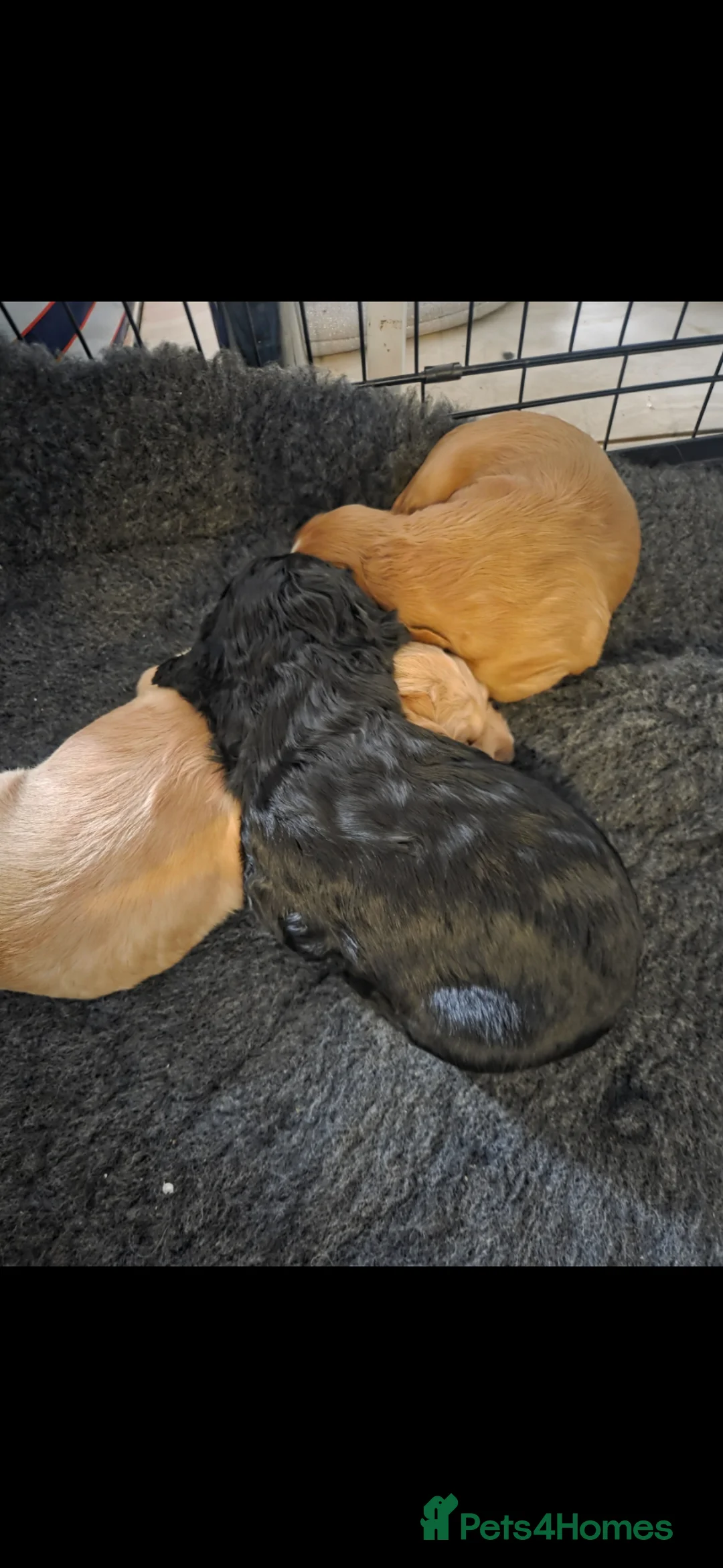 Cocker Spaniel dogs for sale: 3 x beautiful cocker spaniel puppies in Worksop - Advert 7