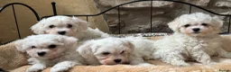Mixed Breed dogs for sale: Beautiful litter of F1 Maltichon Puppies - Advert 4