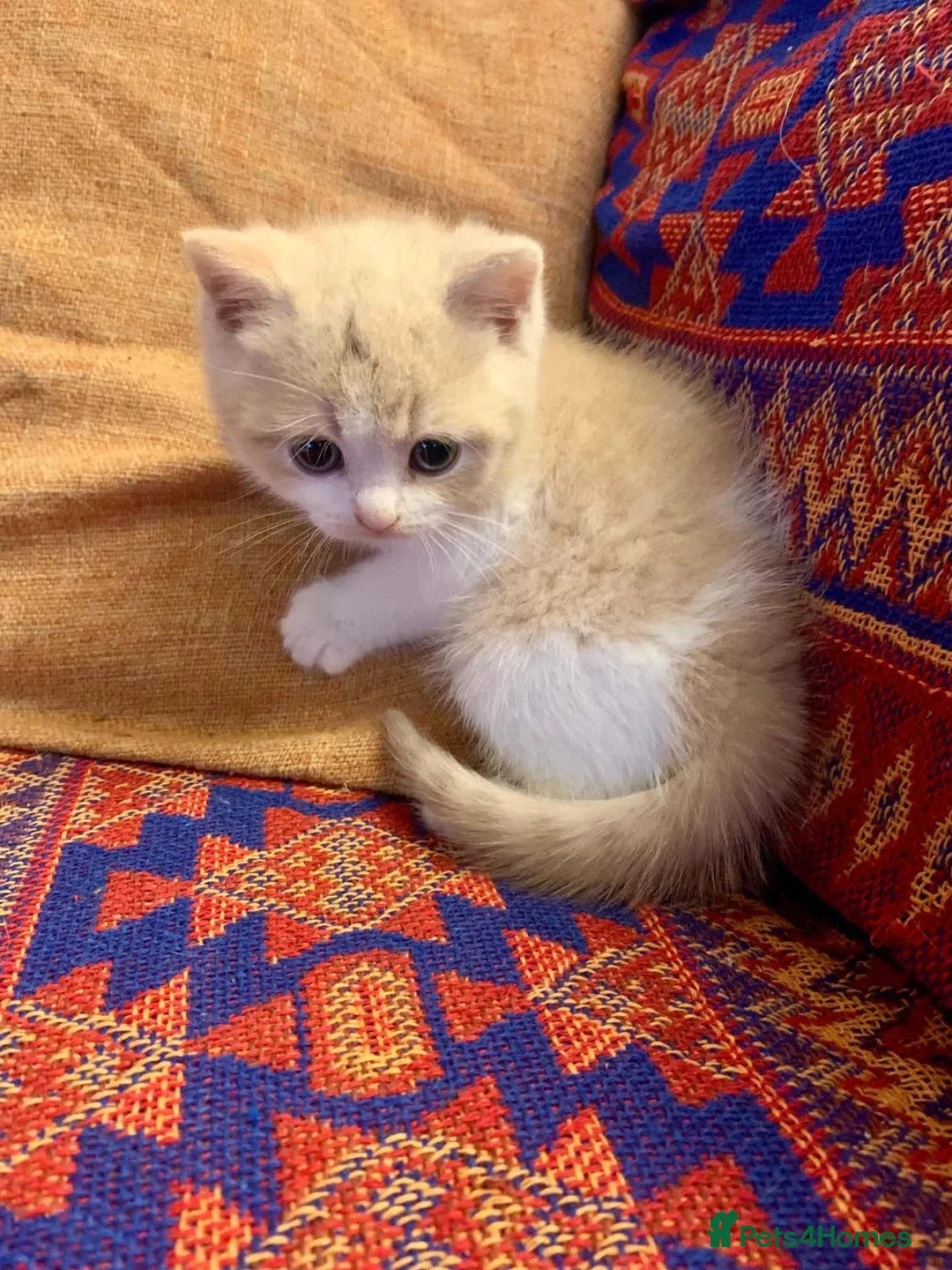 British Shorthair cats for sale: Stunning British Shorthair kittens in Winchester - Advert 5
