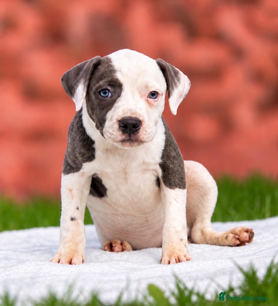 Staffordshire Bull Terrier dogs Top quality pedigree staff puppies  - Advert 2