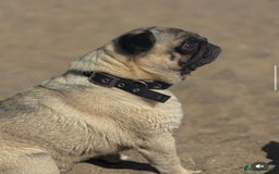 Pug dogs for sale: Male pug for adoption - Image 2
