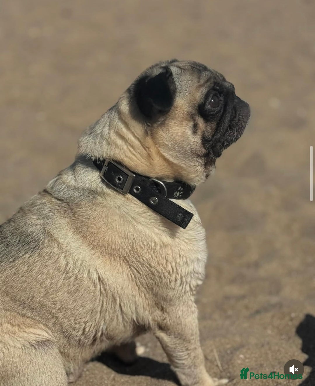 Pug dogs for sale: Male pug for adoption - Image 2