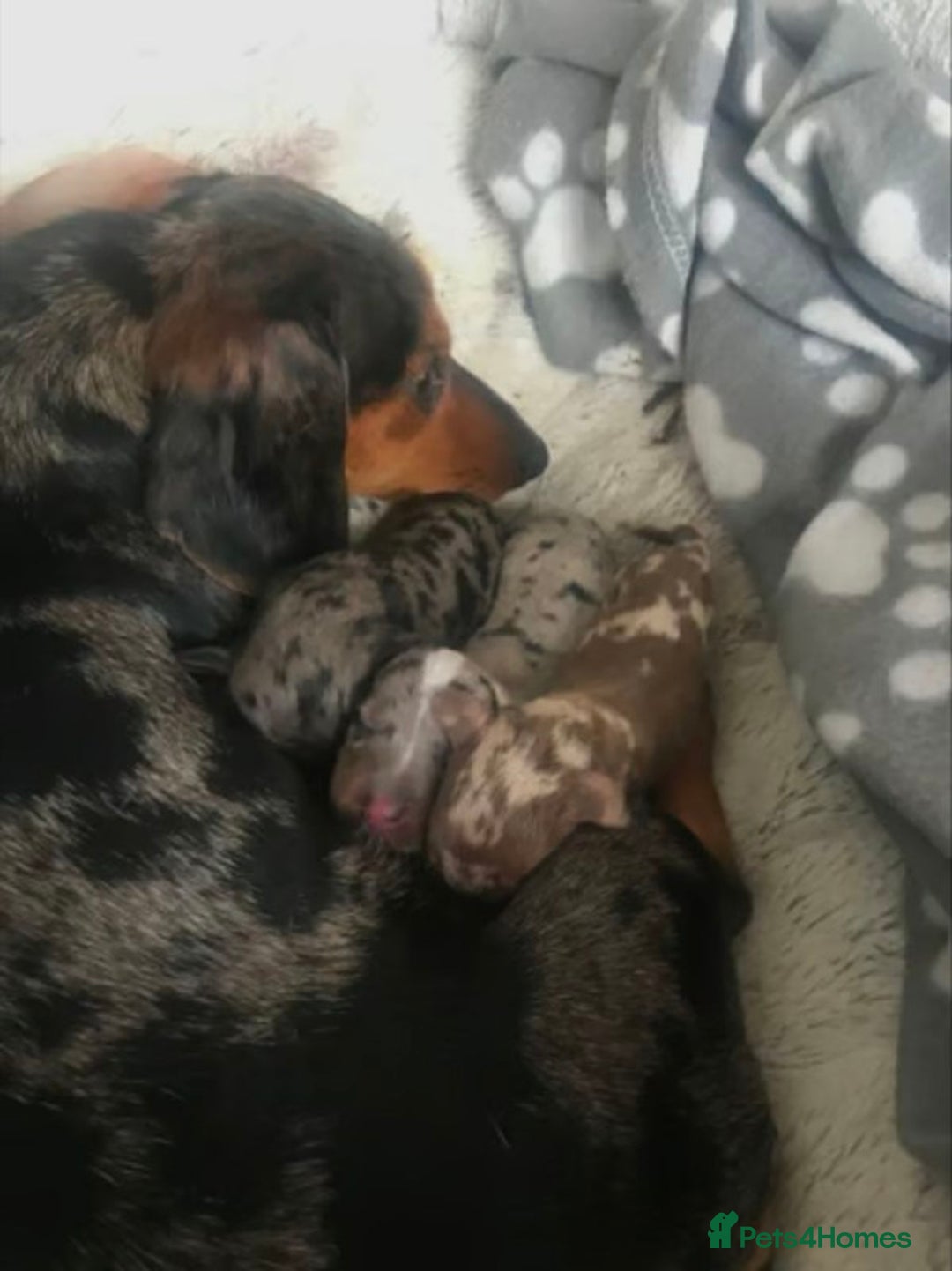 Miniature Dachshund dogs for sale: Miniature Dachshund Puppies - Advert 2