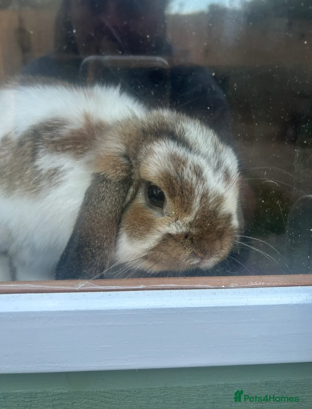 Mini Lop rabbits for sale: 1 and half year old mini lop - Advert 1