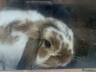Mini Lop rabbits 1 and half year old mini lop - Advert 2