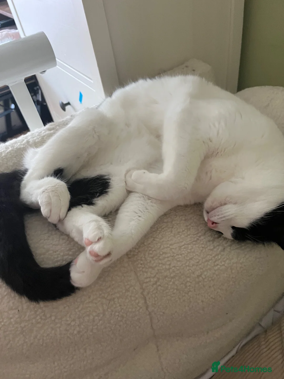 Mixed Breed cats for sale: Sweet cuddly boy looking for a new home in Selkirk - Advert 2