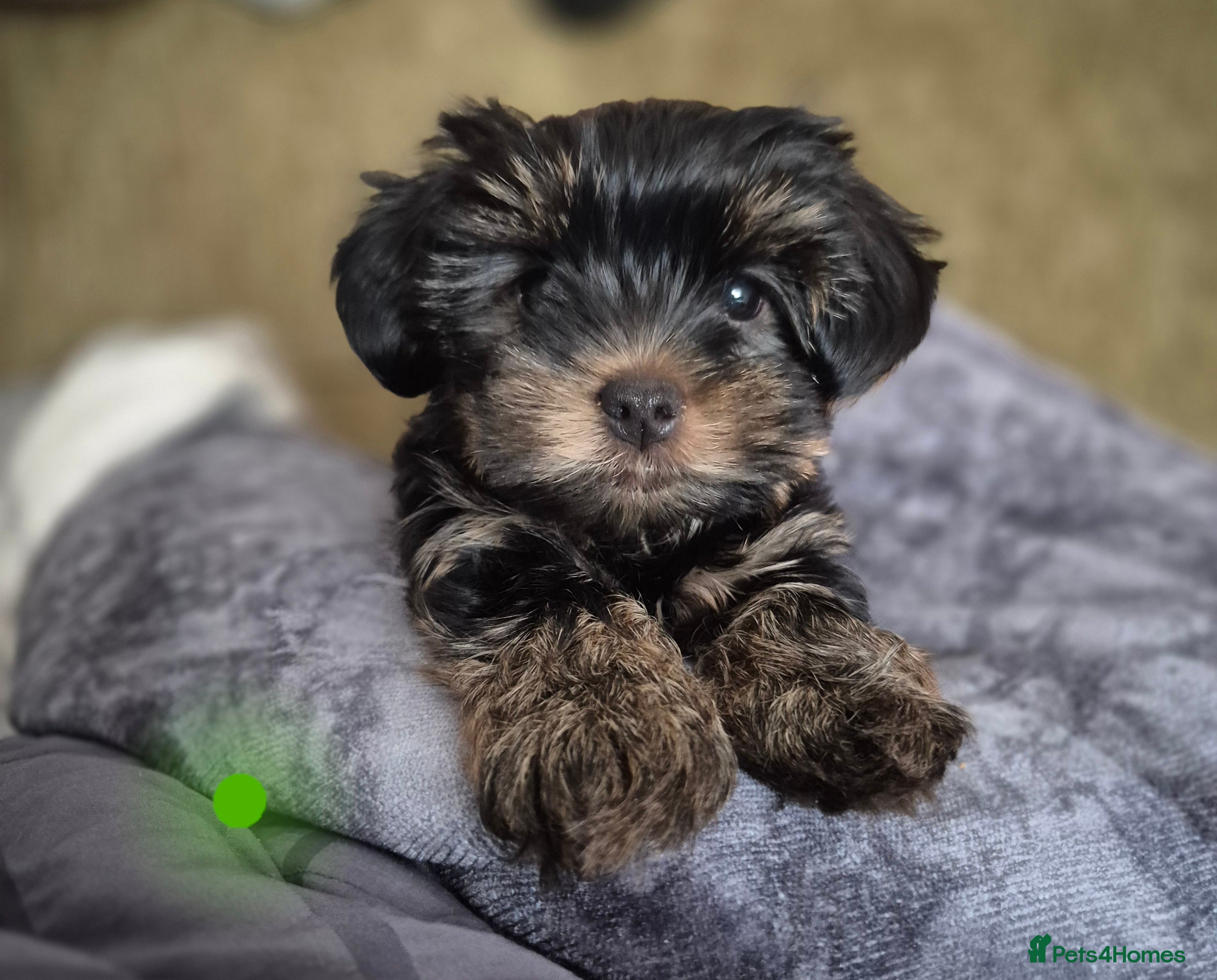 Yorkshire Terrier dogs Yorkshire terrier puppies looking for loving homes - Advert 18