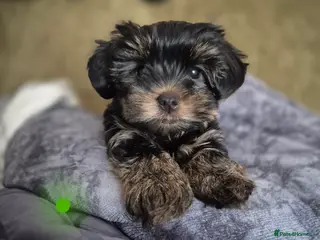 Yorkshire Terrier dogs Yorkshire terrier puppies looking for loving homes - Advert 18