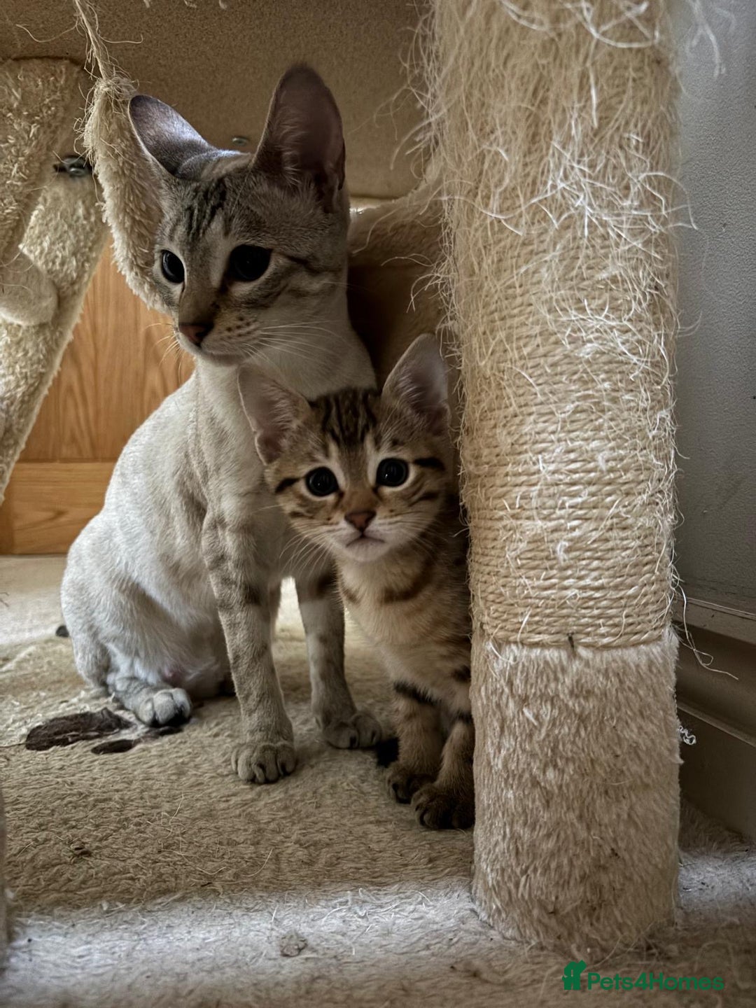 Mixed Breed cats for sale: Half bengal kitten - Advert 1