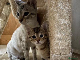 Mixed Breed cats Half bengal kitten - Advert 1