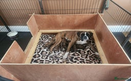 Boxer dogs for sale: 🌟KC REG BOBTAIL BOXER PUPS🌟 - Image 15