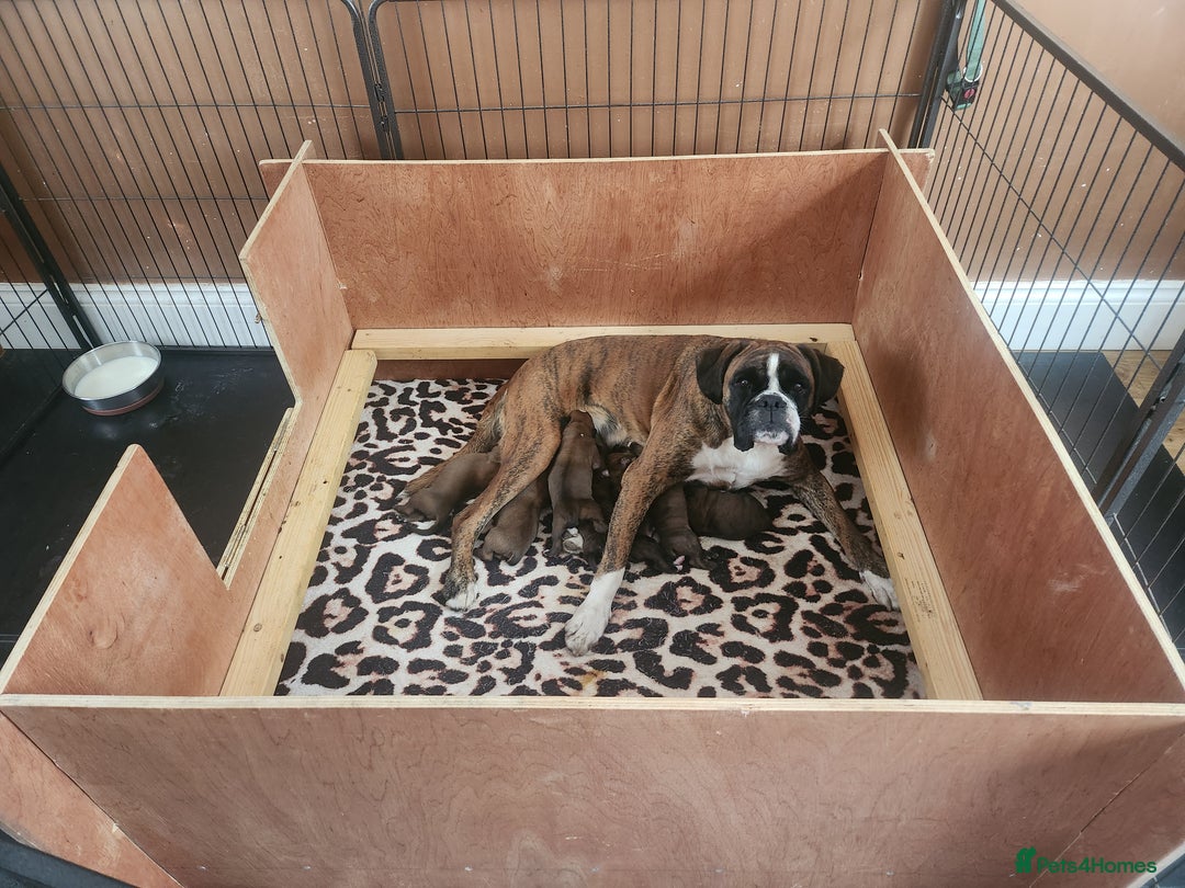Boxer dogs for sale: 🌟KC REG BOBTAIL BOXER PUPS🌟 - Image 15