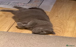 British Shorthair cats for sale: Gorgeous Kittens Ready to Find Their Forever Homes - Image 31