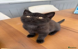 British Shorthair cats for sale: Rare Coloured British Shorthair kittens - Image 31
