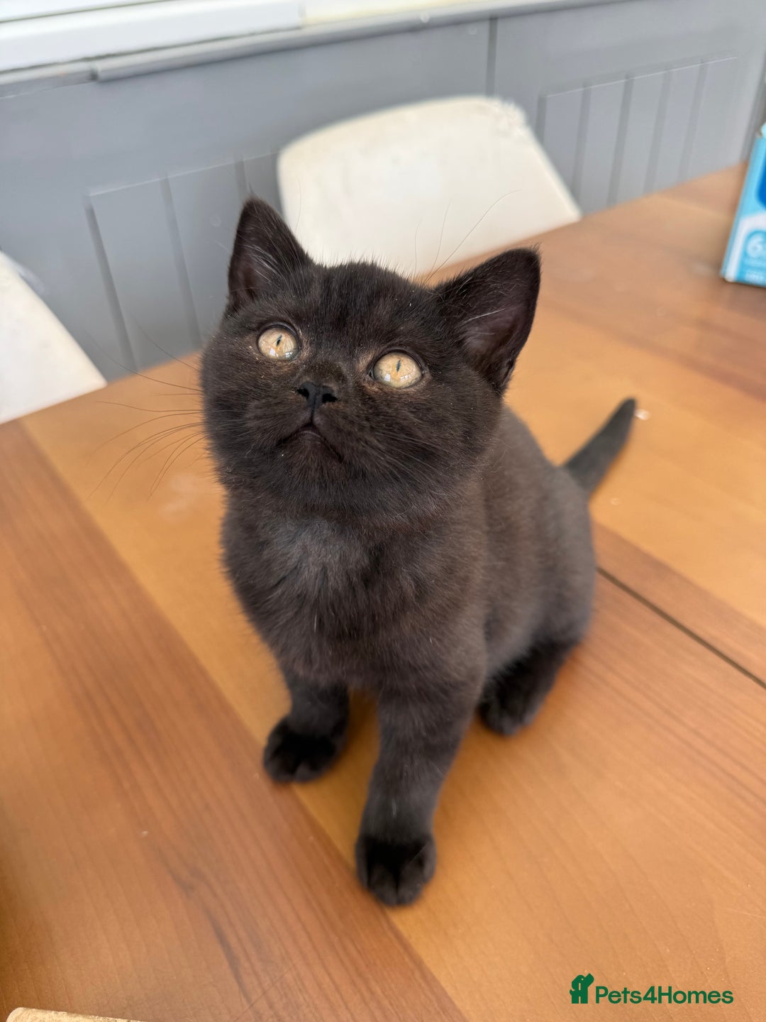 British Shorthair cats for sale: Rare Coloured British Shorthair kittens - Image 31