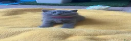 British Shorthair cats for sale: Stunning British blue shorthair kittens London  - Advert 8