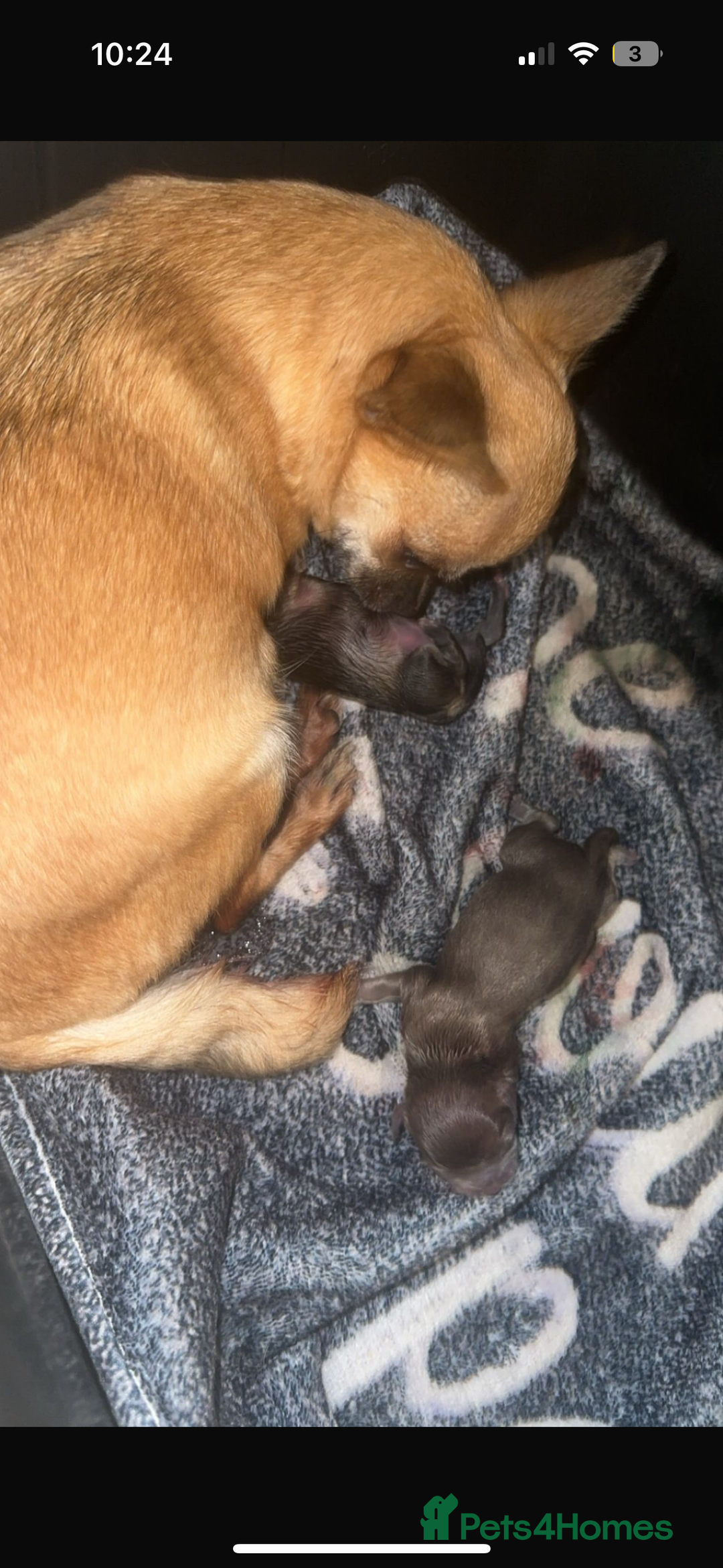 Chihuahua dogs for sale: KC Reg tiny Chihuahua puppies - Image 6