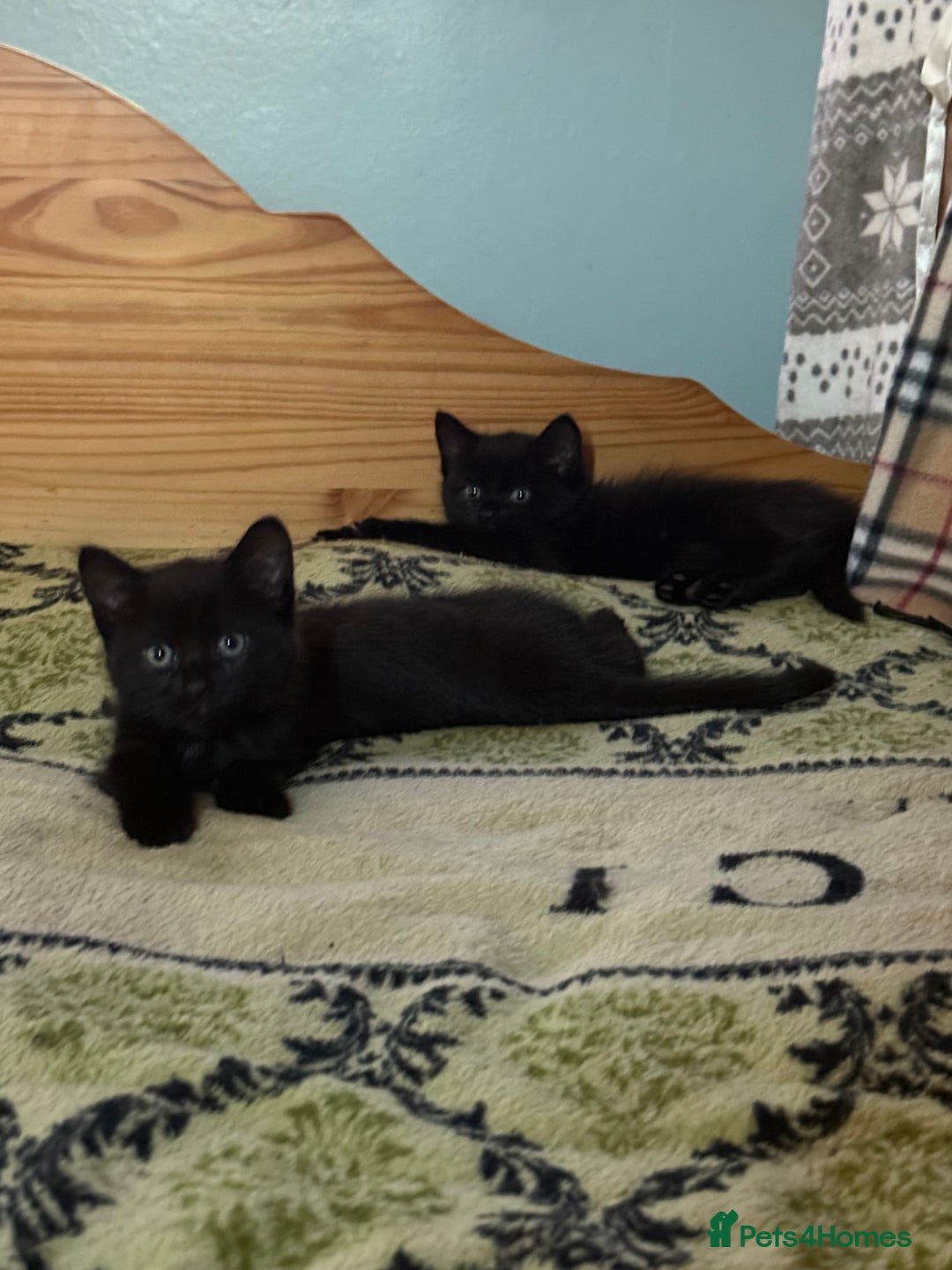 Ragdoll cats for sale: 3 x Female Kittens Ready Now  - Image 5