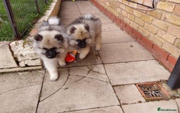 Keeshond dogs for sale: Stunning male Keeshond Puppy ready to go - Image 10