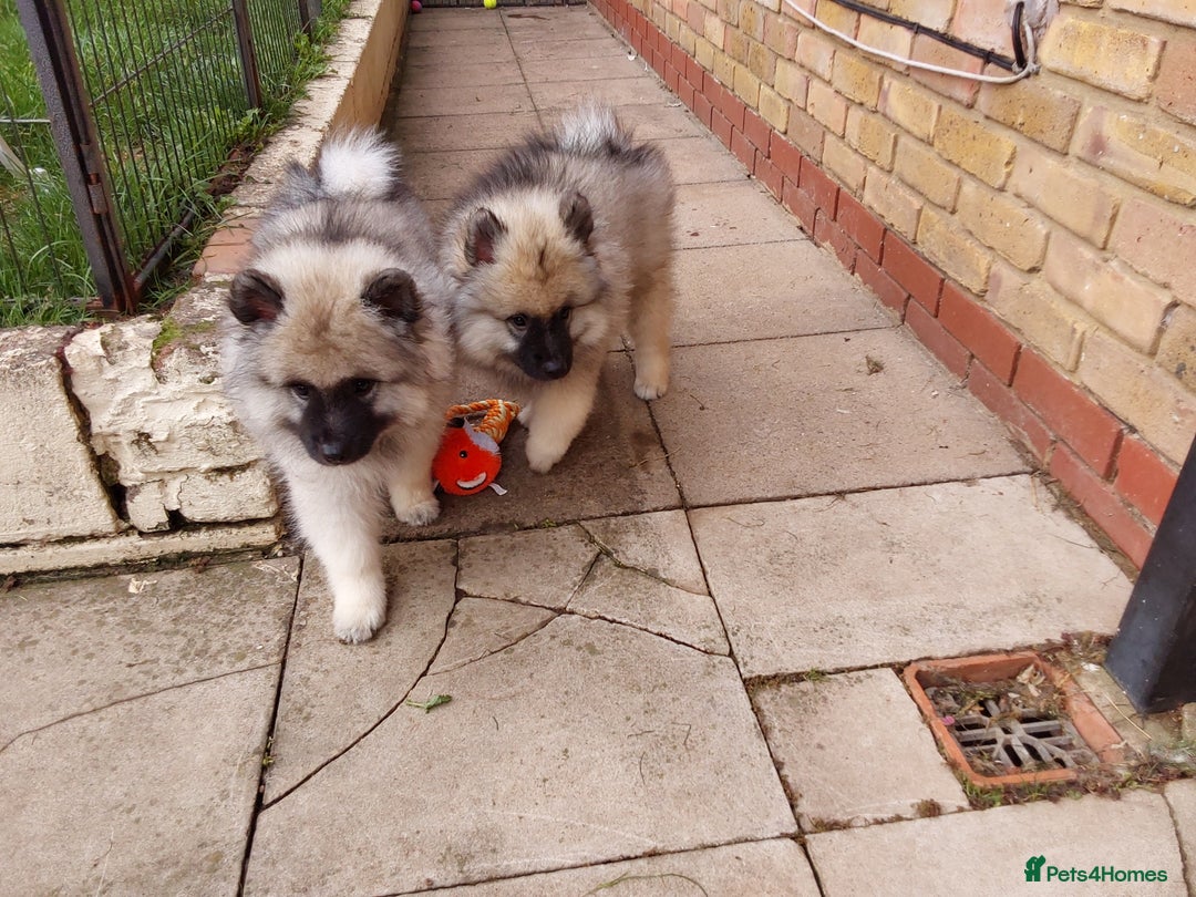 Keeshond dogs for sale: Stunning male Keeshond Puppy ready to go - Image 10