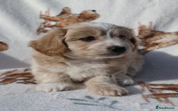 Maltipoo dogs for sale: Beautiful Maltipoo Babies - Image 8