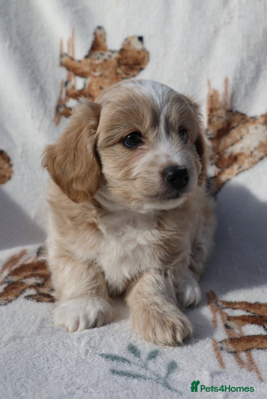 Maltipoo dogs for sale: Beautiful Maltipoo Babies - Image 8