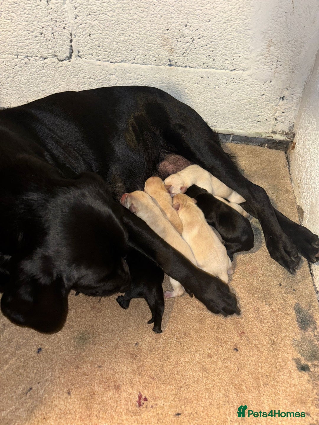 Labrador Retriever dogs for sale: Beautiful Labrador Puppies - Advert 3