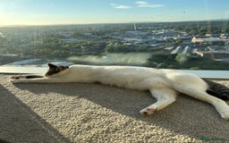 Mixed Breed cats for sale: Affectionate Cat Looking for a Forever Home - Image 4