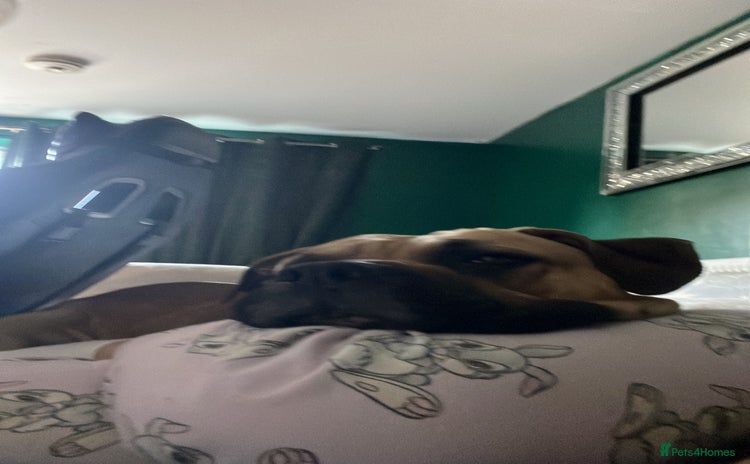 Cane Corso dogs - Advert 1
