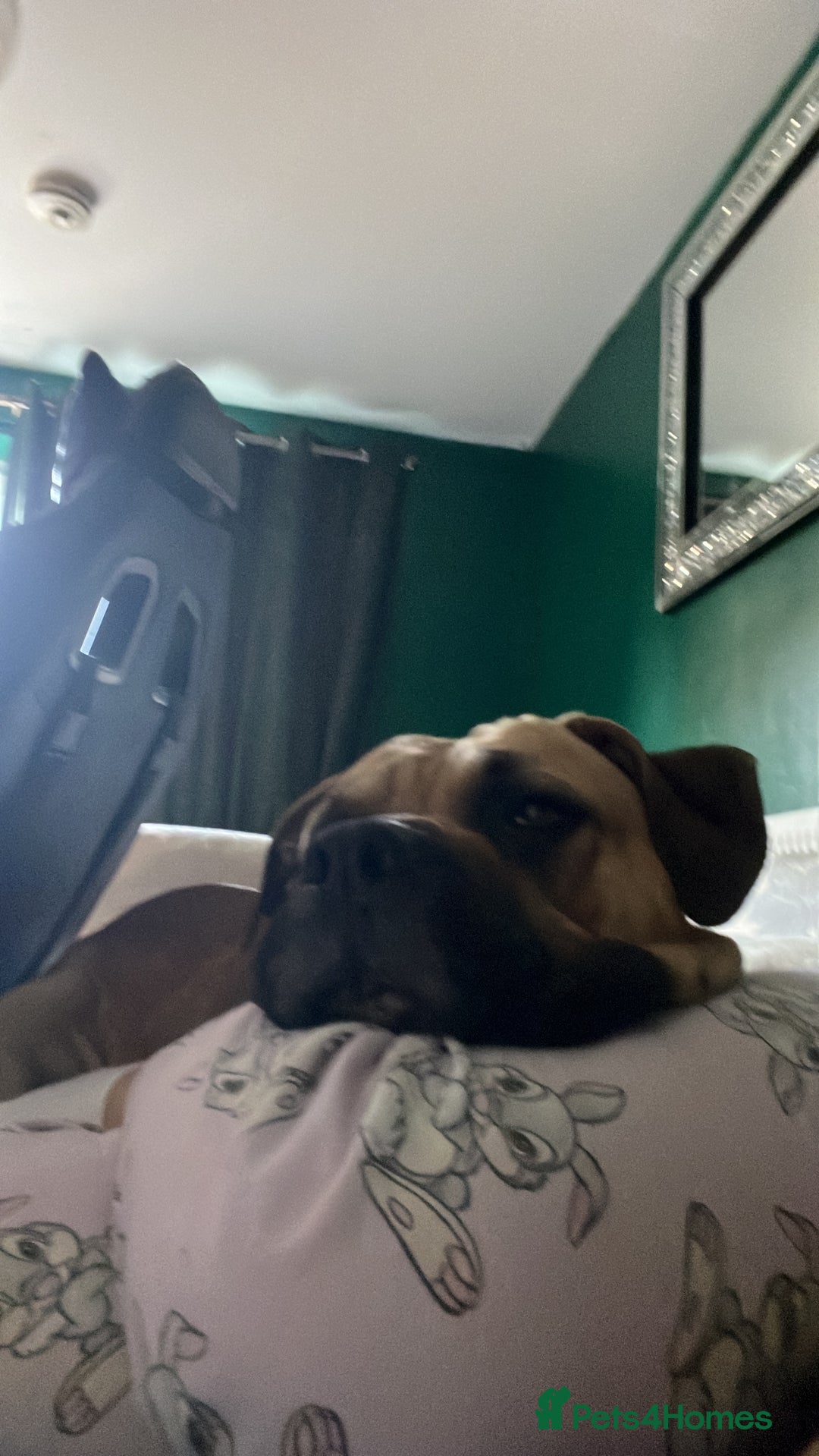 Cane Corso dogs for sale: cane corso girl - Image 1