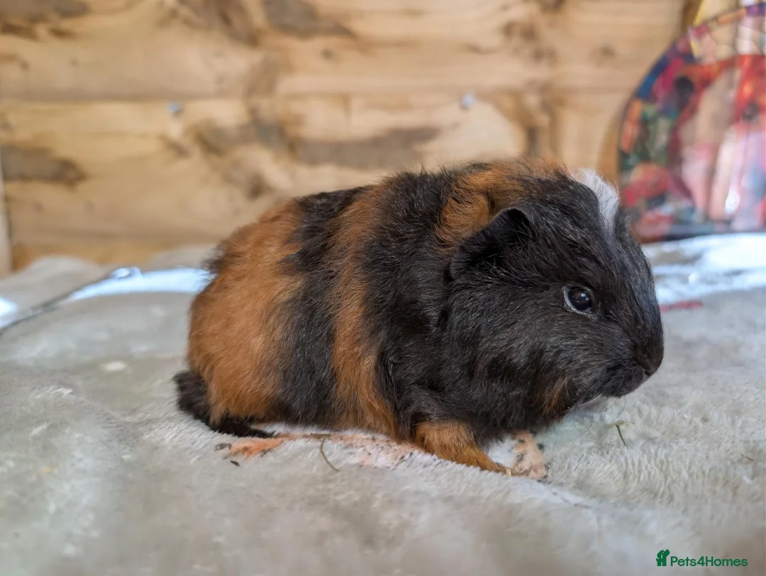 Guinea Pig rodents for sale: 🐹 Two Lovely Boars – Available Soon - Advert 5
