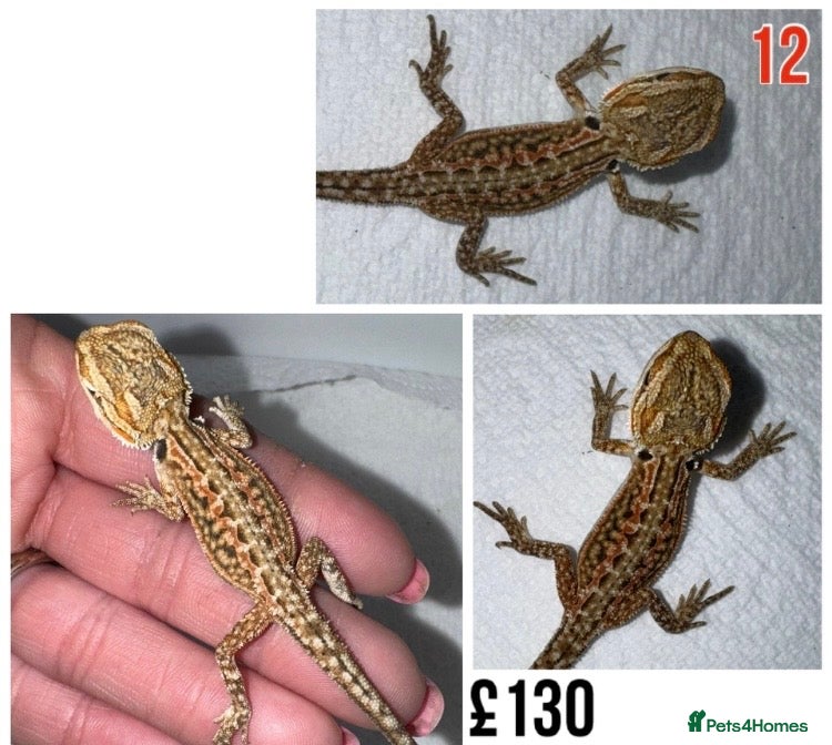 Bearded Dragon reptiles for sale: Baby Bearded Dragons For Sale! - Advert 24
