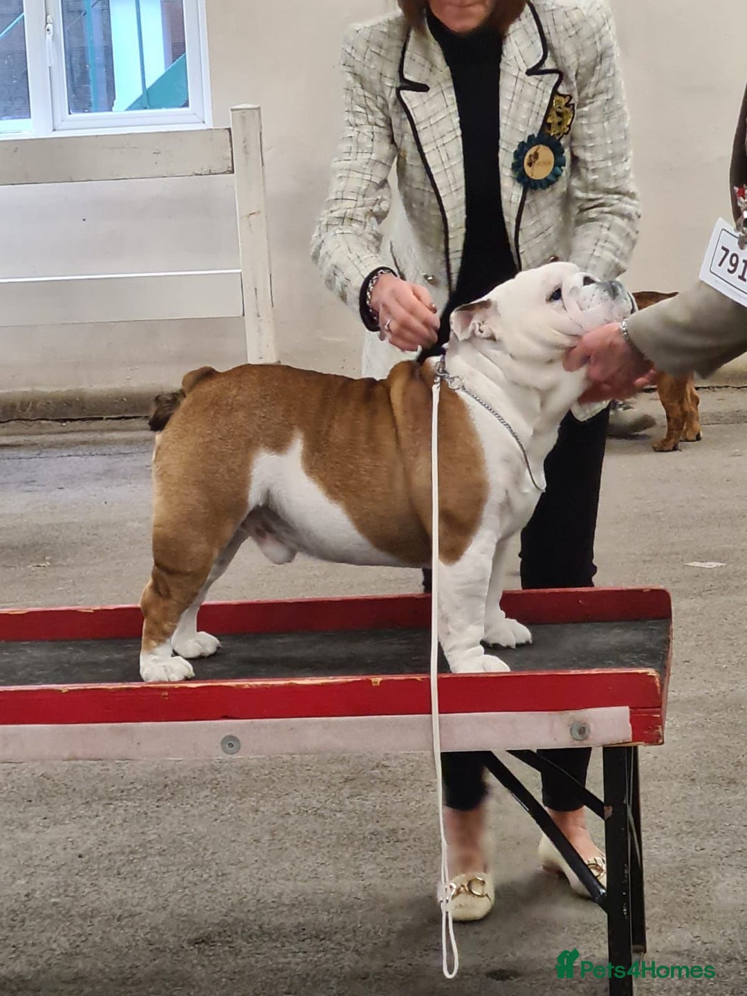 English Bulldog dogs for sale: 4 KC English Bulldog Puppies  - Image 30