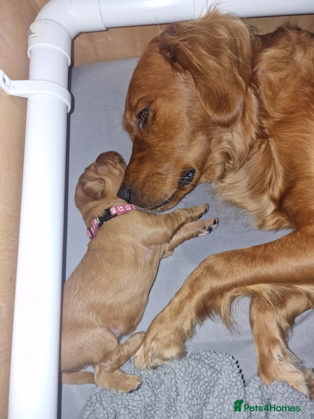 Golden Retriever dogs for sale: Beautiful KC-Registered Golden Retriever Puppies - Advert 16