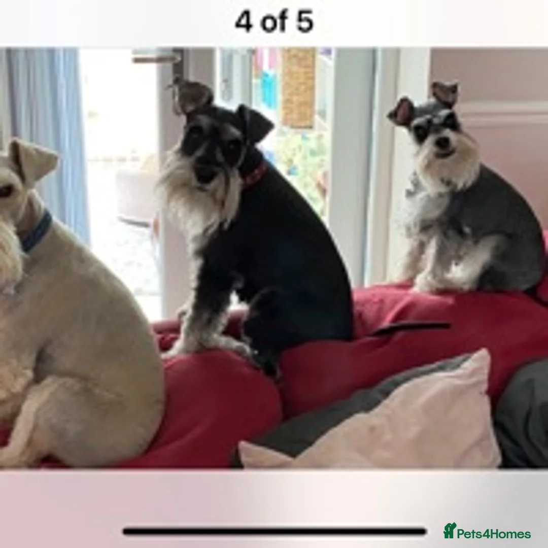 Miniature Schnauzer dogs for stud: MS Stud KC registered in Bradford - Advert 6